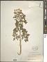 Conium maculatum L.