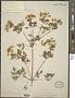 Conium maculatum L.