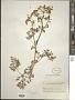 Conium maculatum L.