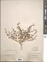 Conobea intermedia A. Gray