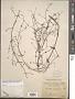 Conobea scoparioides (Cham. & Schltdl.) Benth.