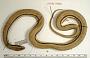 Conophis lineatus dunni