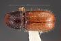 Conophthorus edulis