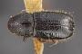 Conophthorus flexilis