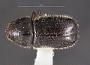 Conophthorus resinosae