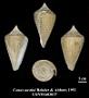 Conus austini