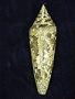 Conus bengalensis