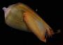 Conus glans