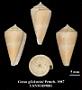 Conus glicksteini