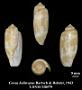 Conus halitropus