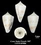 Conus lindae