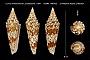 Conus milneedwardsi