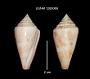 Conus mindanus