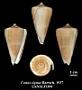 Conus signae