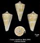 Conus xanthicus