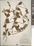 Convolvulus althaeoides L.