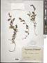 Convolvulus arvensis L.
