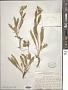 Convolvulus lineatus L.
