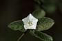 Convolvulus nodiflorus Desr.