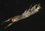 Copepoda