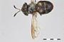 Copestylum limbipennis