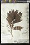 Coprosma longifolia A. Gray