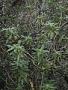 Coprosma longifolia A. Gray