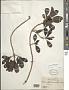 Coprosma pubens A. Gray