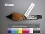 Copsychus malabaricus