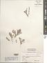 Corallina officinalis var. chilensis