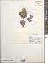 Corallina sp.