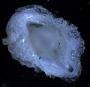 Coralliophilinae