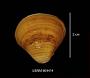 Corbicula sp.