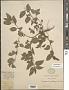 Corchorus aestuans L.