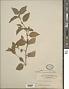 Corchorus aestuans L.