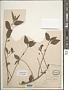 Corchorus aestuans L.