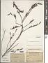 Corchorus aestuans L.