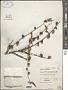Corchorus capsularis L.