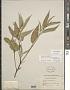 Corchorus capsularis L.