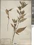 Corchorus cunninghamii F. Muell.
