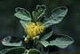 Corchorus hirsutus L.
