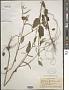Corchorus hirtus L.