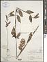 Corchorus olitorius L.