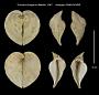 Corculum levigatum