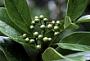 Cordia borinquensis Urb.
