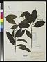 Cordia coffeoides Warm.