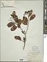 Cordia collococca L.