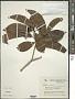 Cordia collococca L.