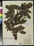 Cordia glabra Cham.