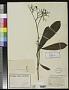 Cordia magnoliaefolia Cham.
